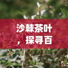 沙棘茶叶,探寻百度之下的健康奥秘