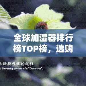 全球加湿器排行榜TOP榜，选购最佳加湿器必看！
