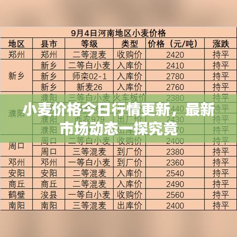 小麦价格今日行情更新，最新市场动态一探究竟