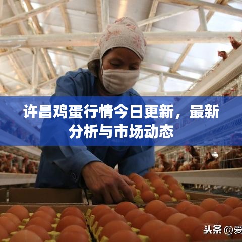 许昌鸡蛋行情今日更新，最新分析与市场动态