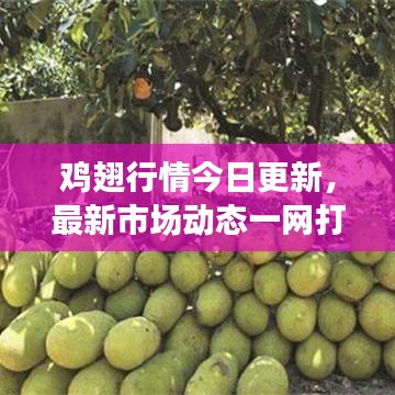 鸡翅行情今日更新,最新市场动态一网打尽