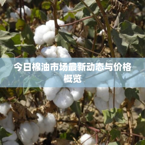 今日棉油市场最新动态与价格概览