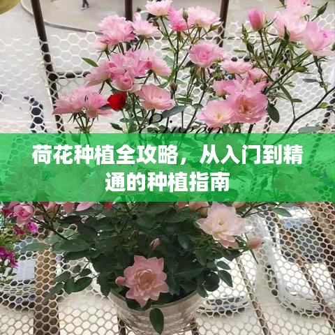 荷花种植全攻略，从入门到精通的种植指南