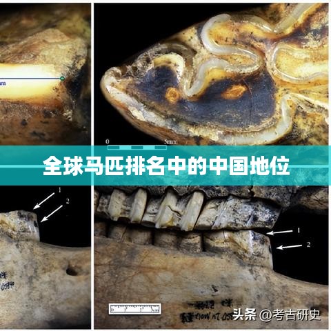 全球马匹排名中的中国地位