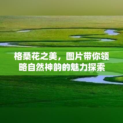 格桑花之美,图片带你领略自然神韵的魅力探索
