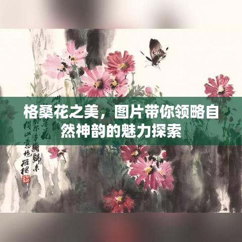 格桑花之美,图片带你领略自然神韵的魅力探索