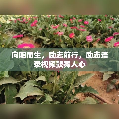 向阳而生，励志前行，励志语录视频鼓舞人心