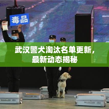 武汉警犬淘汰名单更新,最新动态揭秘