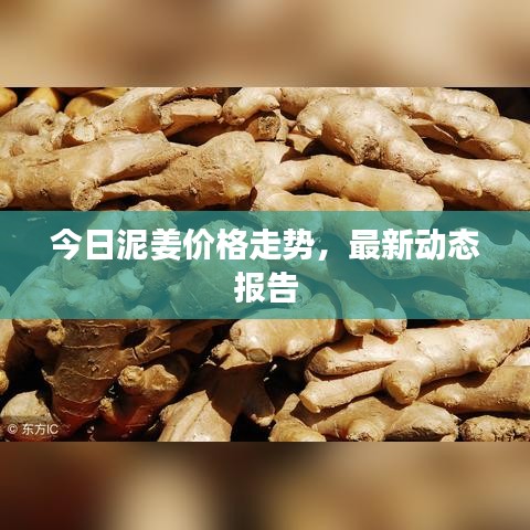 今日泥姜价格走势,最新动态报告