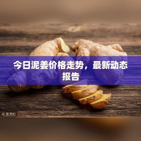 今日泥姜价格走势,最新动态报告