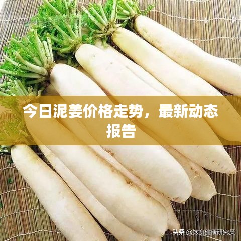 今日泥姜价格走势,最新动态报告