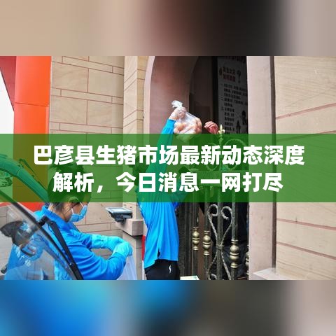巴彦县生猪市场最新动态深度解析,今日消息一网打尽