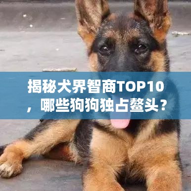 揭秘犬界智商TOP10,哪些狗狗独占鳌头?
