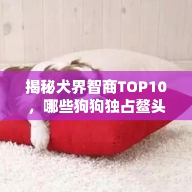 揭秘犬界智商TOP10,哪些狗狗独占鳌头?