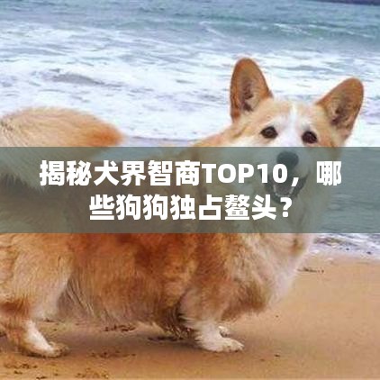 揭秘犬界智商TOP10,哪些狗狗独占鳌头?