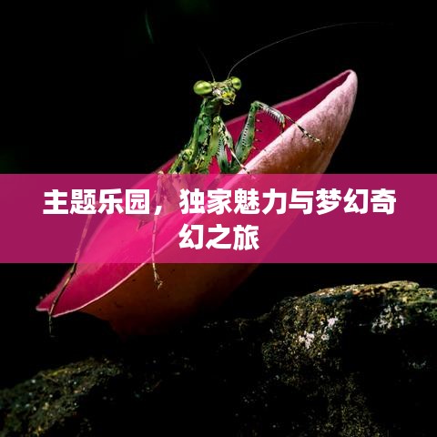 主题乐园,独家魅力与梦幻奇幻之旅