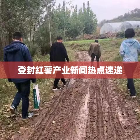 登封红薯产业新闻热点速递