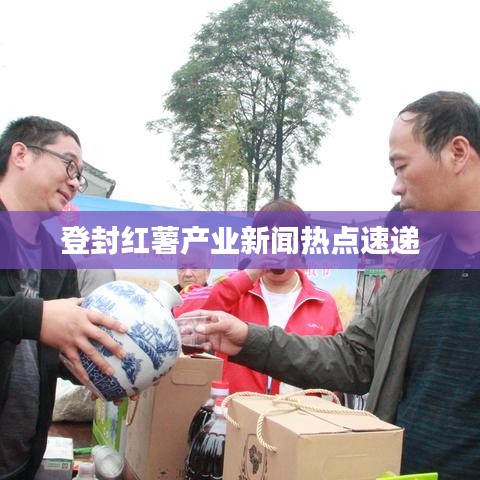 登封红薯产业新闻热点速递