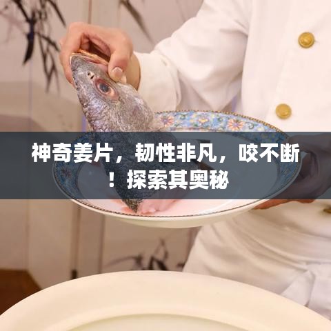 神奇姜片，韧性非凡，咬不断！探索其奥秘