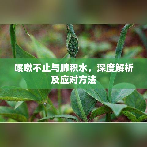 咳嗽不止与肺积水,深度解析及应对方法