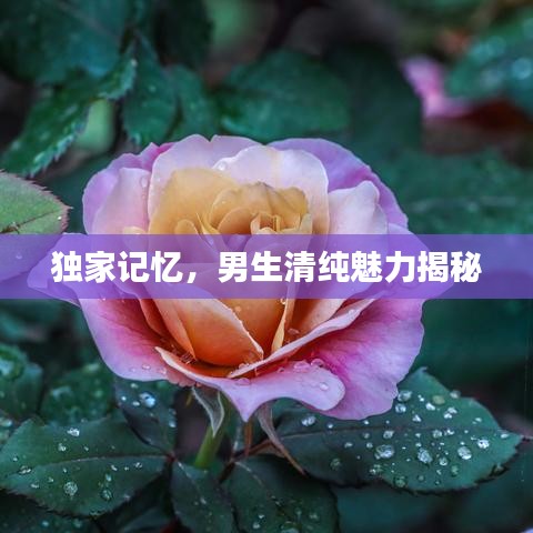 独家记忆,男生清纯魅力揭秘