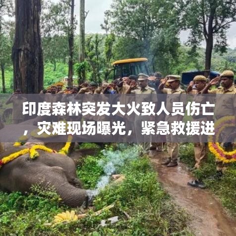 印度森林突发大火致人员伤亡,灾难现场曝光,紧急救援进行中