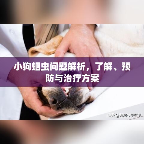 小狗蛔虫问题解析，了解、预防与治疗方案