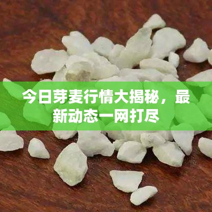 今日芽麦行情大揭秘,最新动态一网打尽