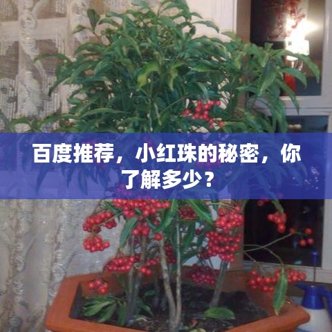 百度推荐,小红珠的秘密,你了解多少?