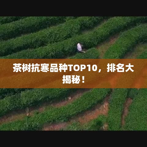 茶树抗寒品种TOP10,排名大揭秘!