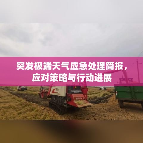 突发极端天气应急处理简报,应对策略与行动进展