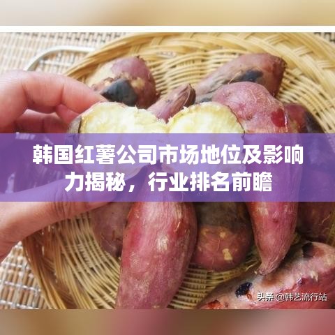 韩国红薯公司市场地位及影响力揭秘,行业排名前瞻