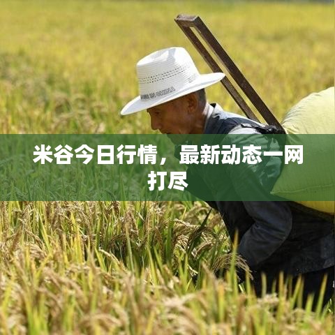 米谷今日行情，最新动态一网打尽