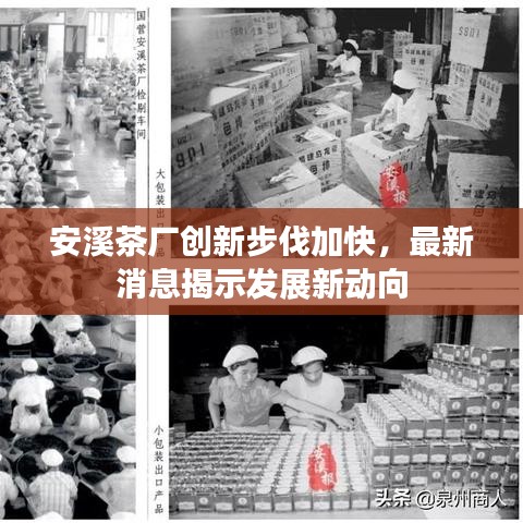 安溪茶厂创新步伐加快,最新消息揭示发展新动向