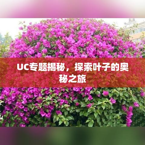 UC专题揭秘，探索叶子的奥秘之旅