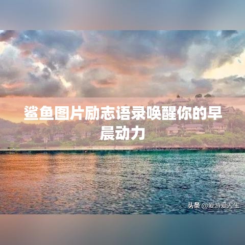 鲨鱼图片励志语录唤醒你的早晨动力