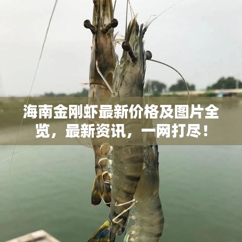 海南金刚虾最新价格及图片全览,最新资讯,一网打尽!