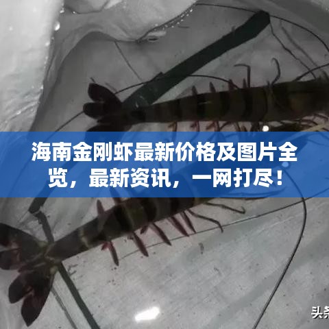 海南金刚虾最新价格及图片全览,最新资讯,一网打尽!