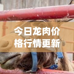 今日龙肉价格行情更新,最新市场走势分析