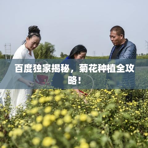 百度独家揭秘,菊花种植全攻略!