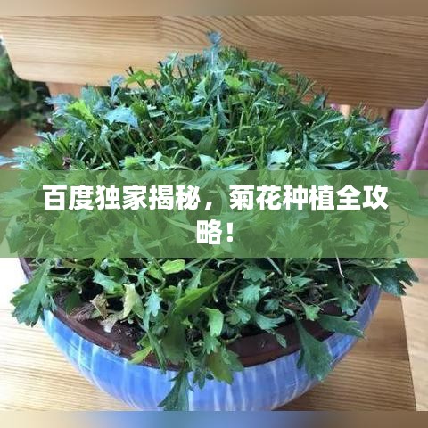 百度独家揭秘,菊花种植全攻略!