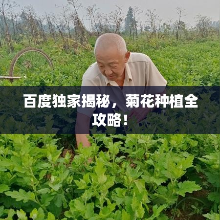 百度独家揭秘,菊花种植全攻略!