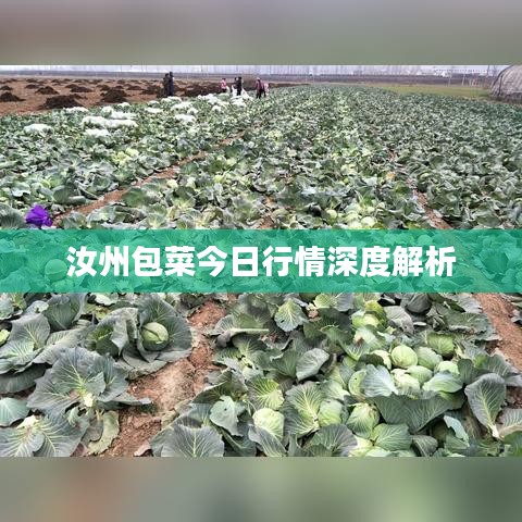 汝州包菜今日行情深度解析