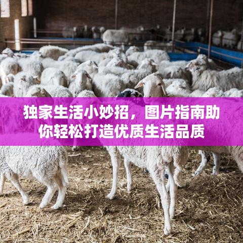 独家生活小妙招,图片指南助你轻松打造优质生活品质