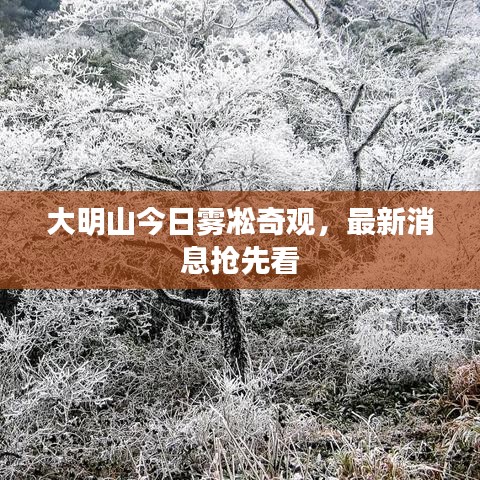 大明山今日雾凇奇观，最新消息抢先看