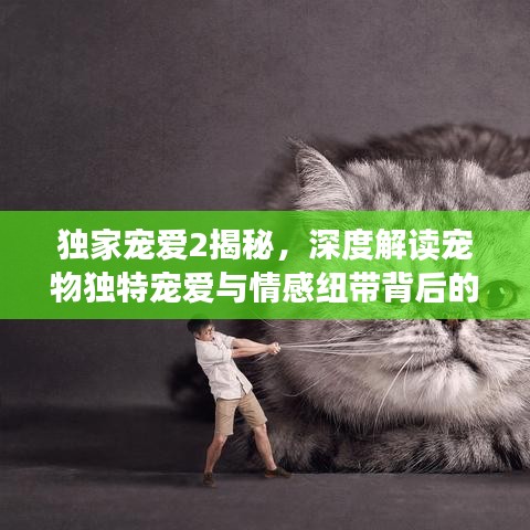 独家宠爱2揭秘，深度解读宠物独特宠爱与情感纽带背后的故事