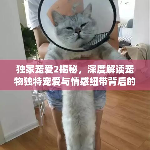 独家宠爱2揭秘,深度解读宠物独特宠爱与情感纽带背后的故事