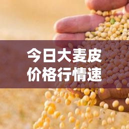 今日大麦皮价格行情速递