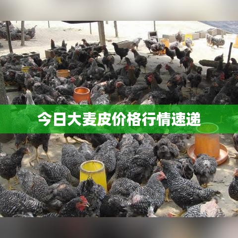 今日大麦皮价格行情速递