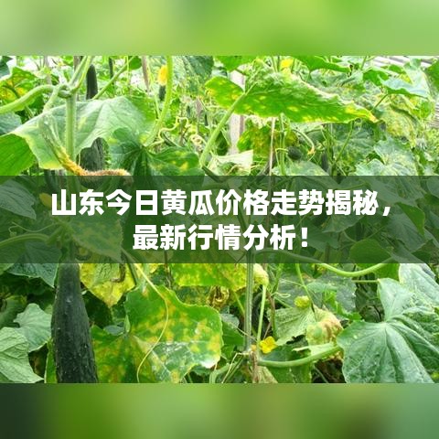 山东今日黄瓜价格走势揭秘，最新行情分析！
